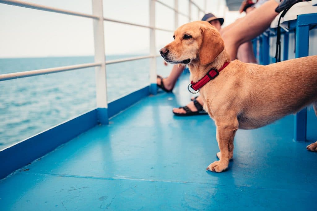 Hund på en färja med utsikt över det öppna vattnet